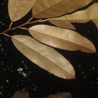 Cullenia rosayroana Kosterm.